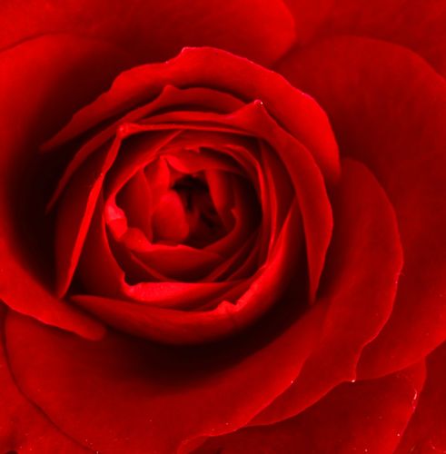 Online rózsa kertészet - teahibrid rózsa - vörös - Rosa Marjorie Proops™ - intenzív illatú rózsa - Jack Harkness - Vágórózsának alkalmas illatos fajta.